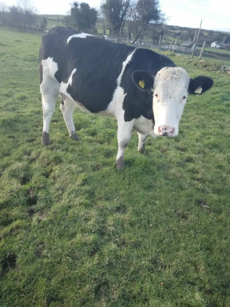 Incalf Heifer - Image 2