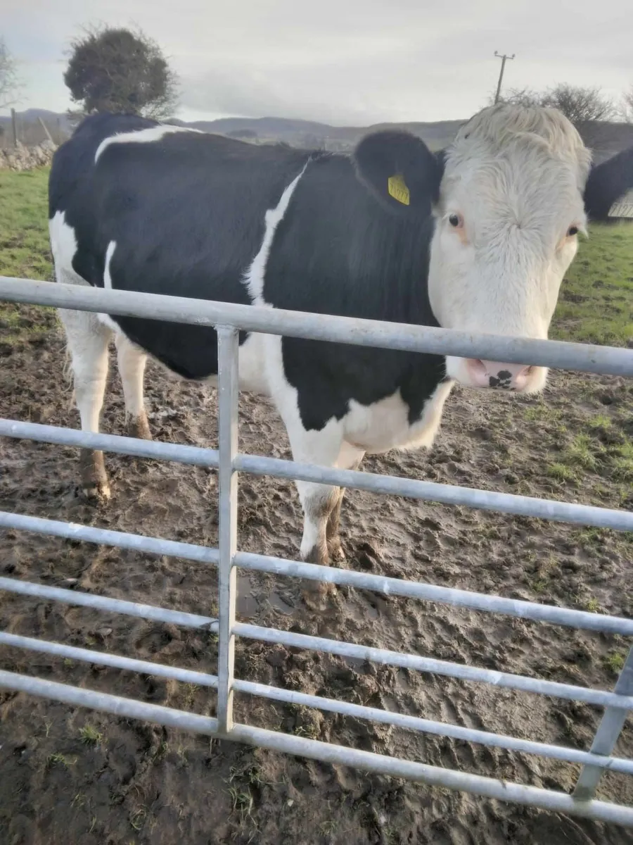 Incalf Heifer - Image 3