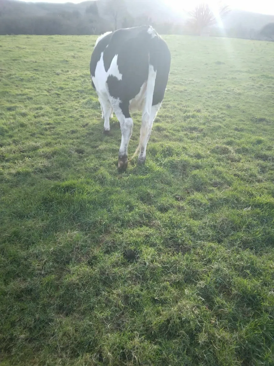 Incalf Heifer - Image 4