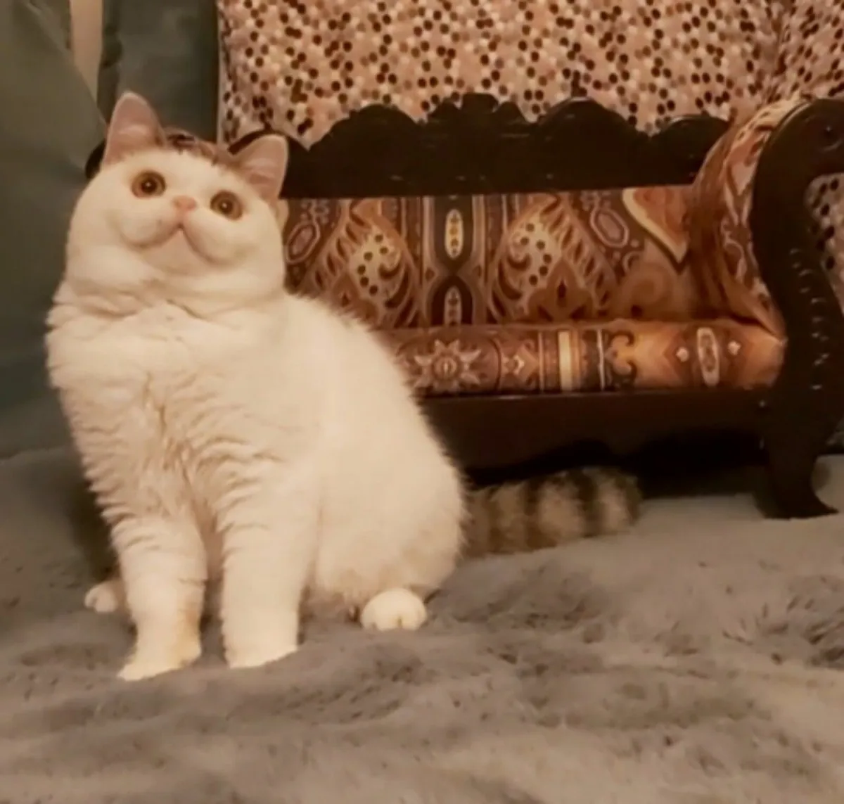 Exotic Shorthair kittens (can deliver) - Image 1