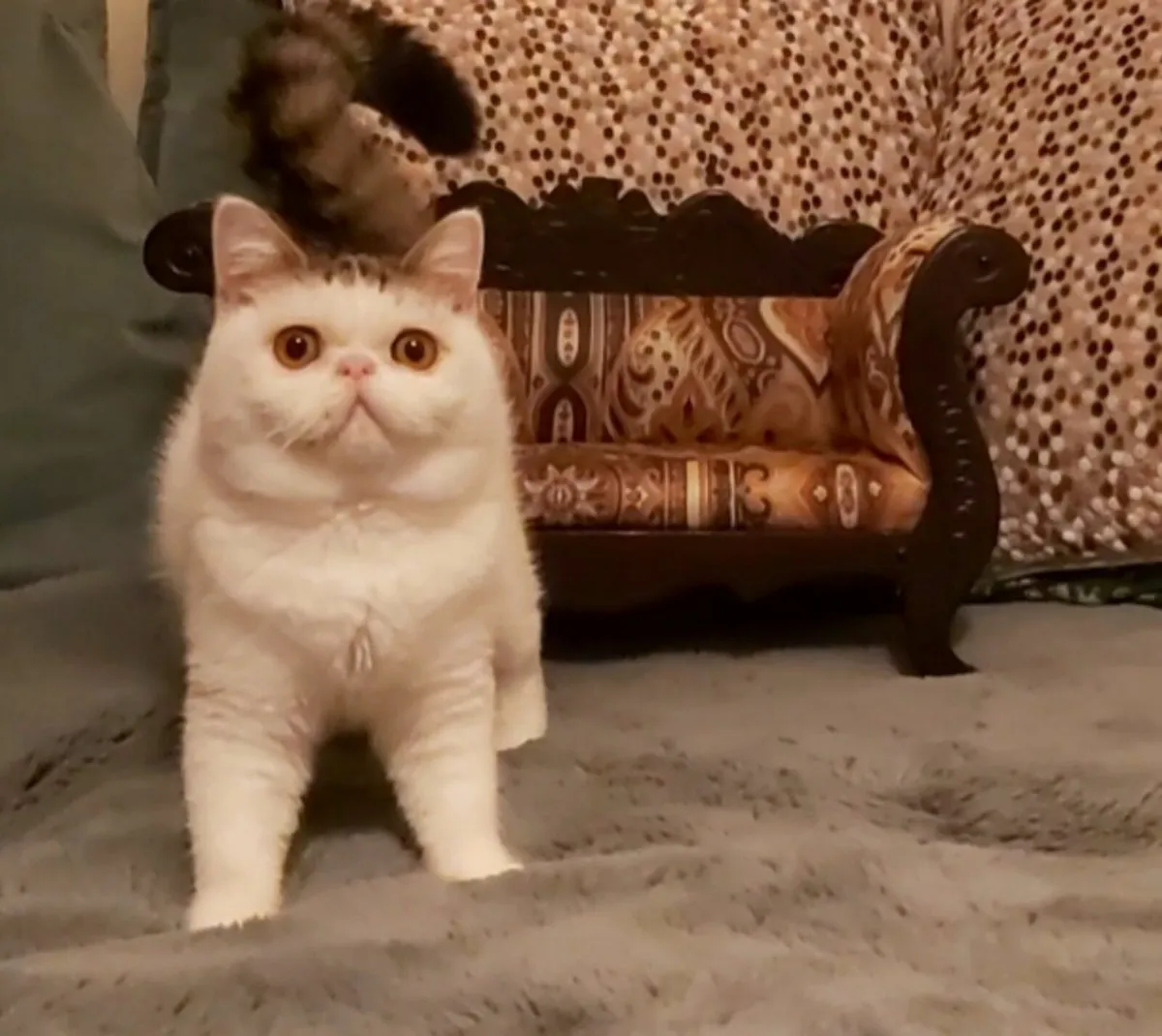 Exotic Shorthair kittens (can deliver) - Image 3