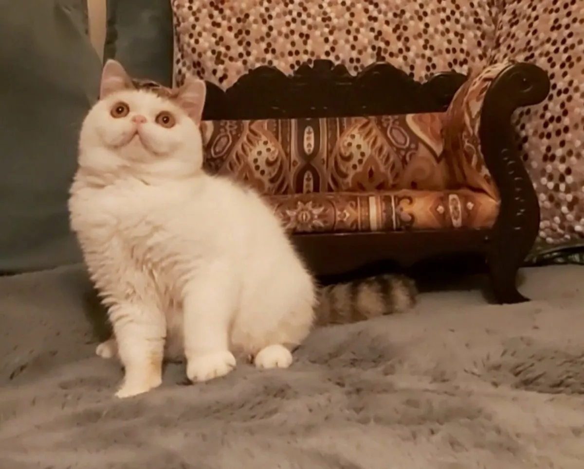 Exotic Shorthair kittens (can deliver) - Image 4