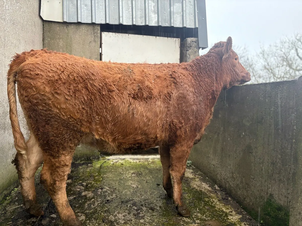 In Calf Heifer - Image 1