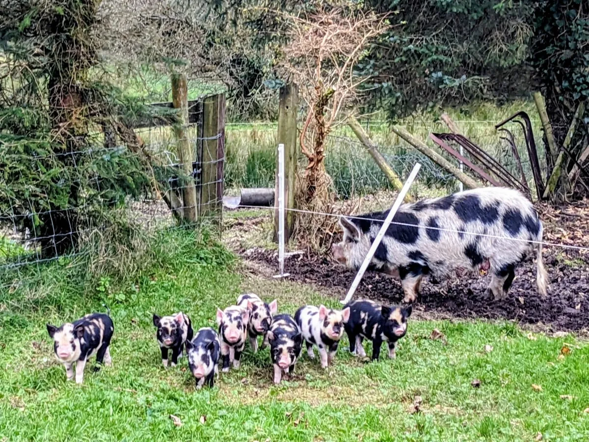 Kune Kune piglets