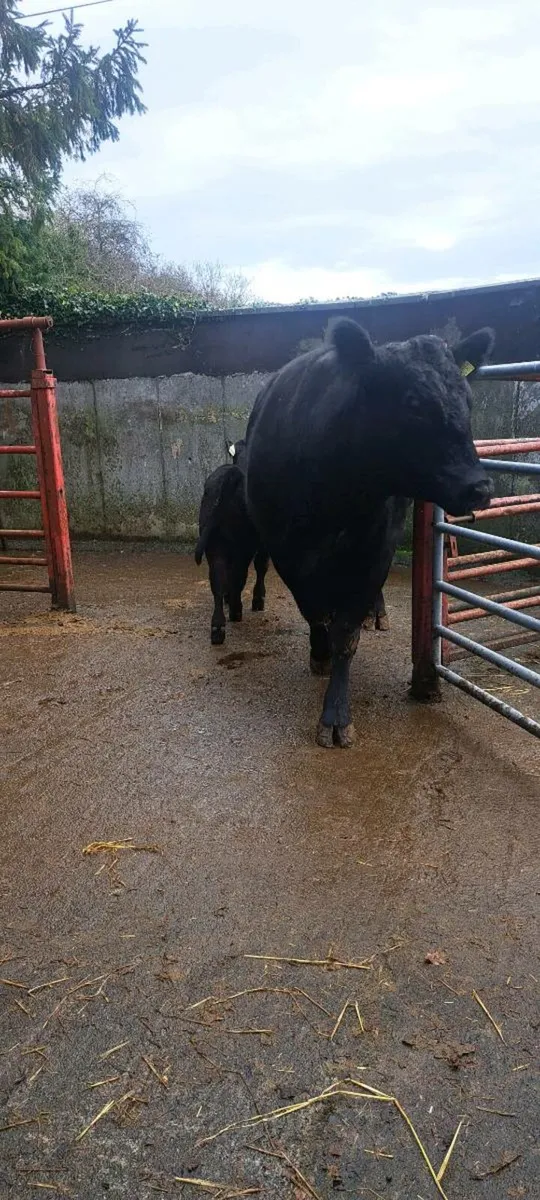 Pure Bred Angus Cow and calf - Image 1