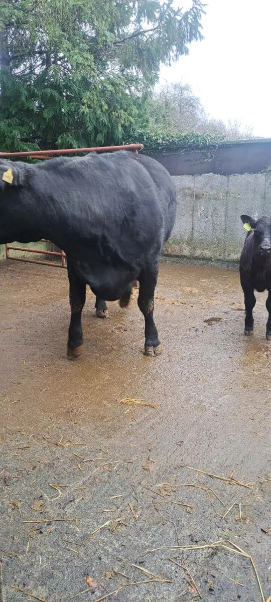 Pure Bred Angus Cow and calf - Image 2