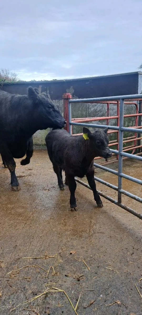 Pure Bred Angus Cow and calf - Image 3
