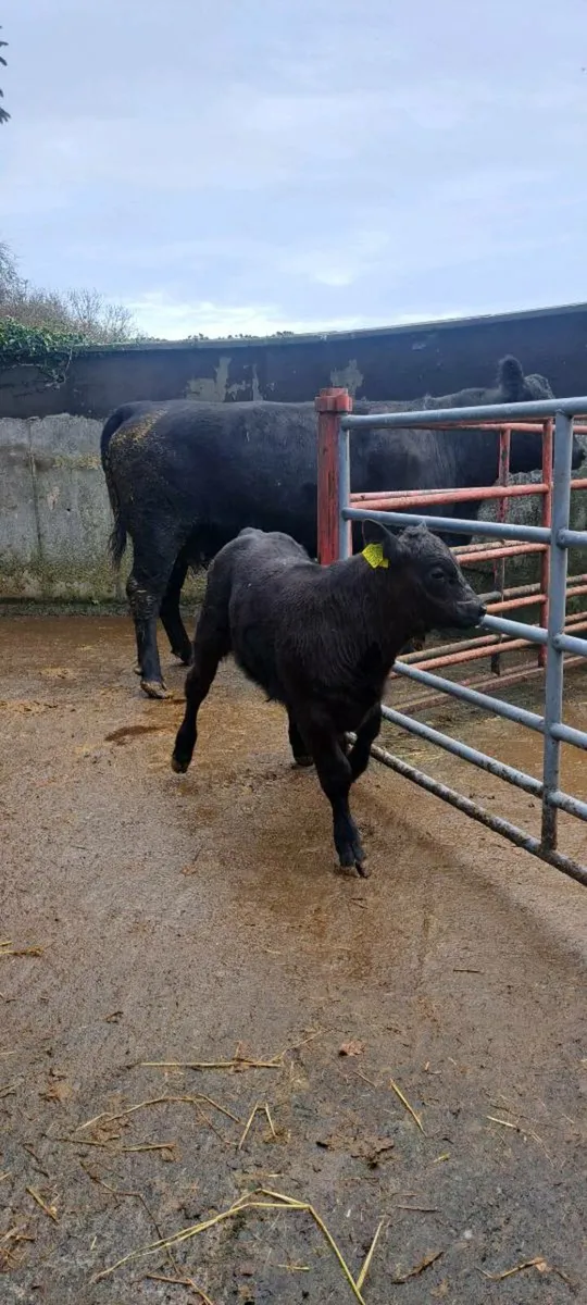 Pure Bred Angus Cow and calf - Image 4