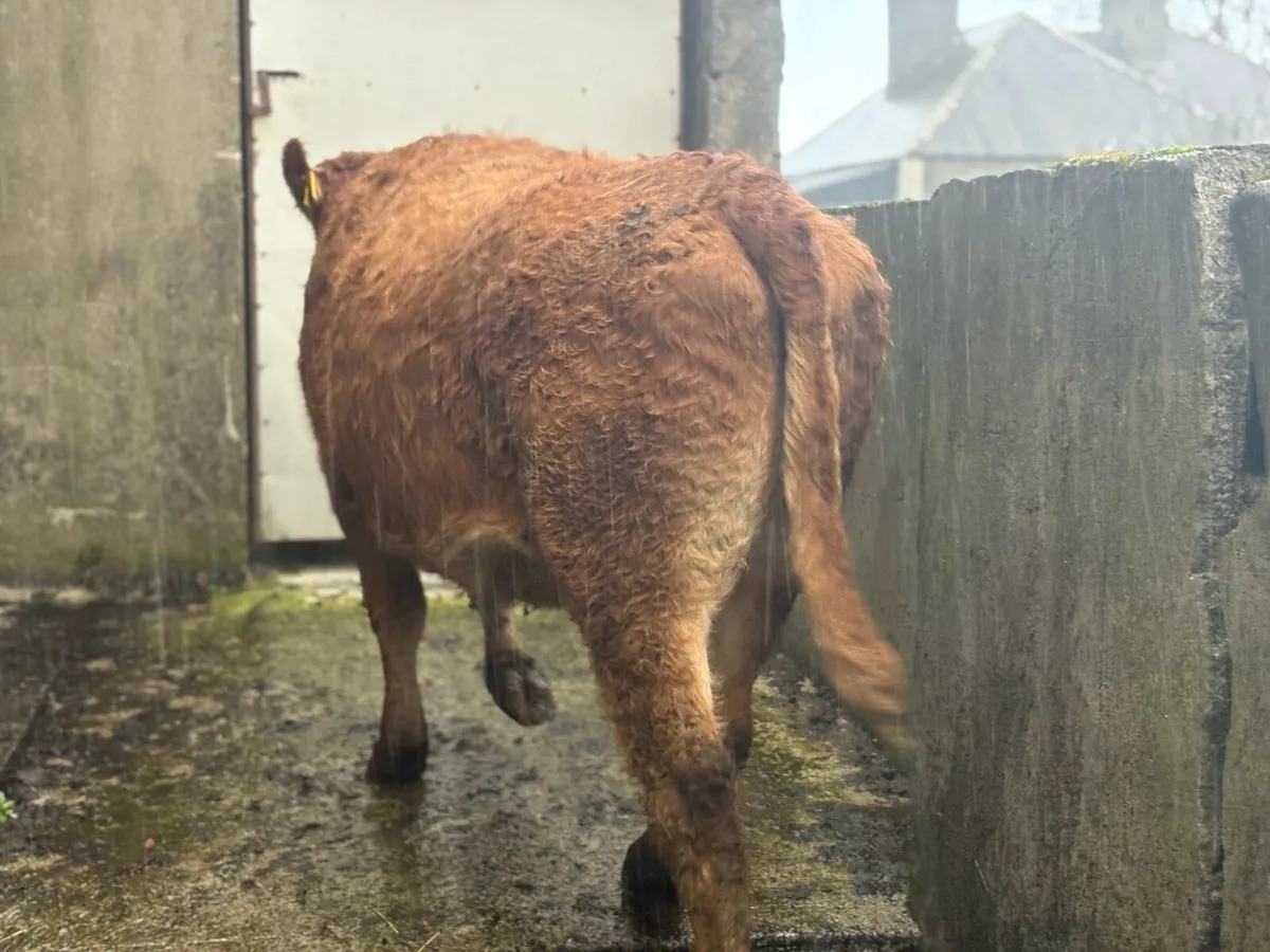 In Calf Heifer - Image 2