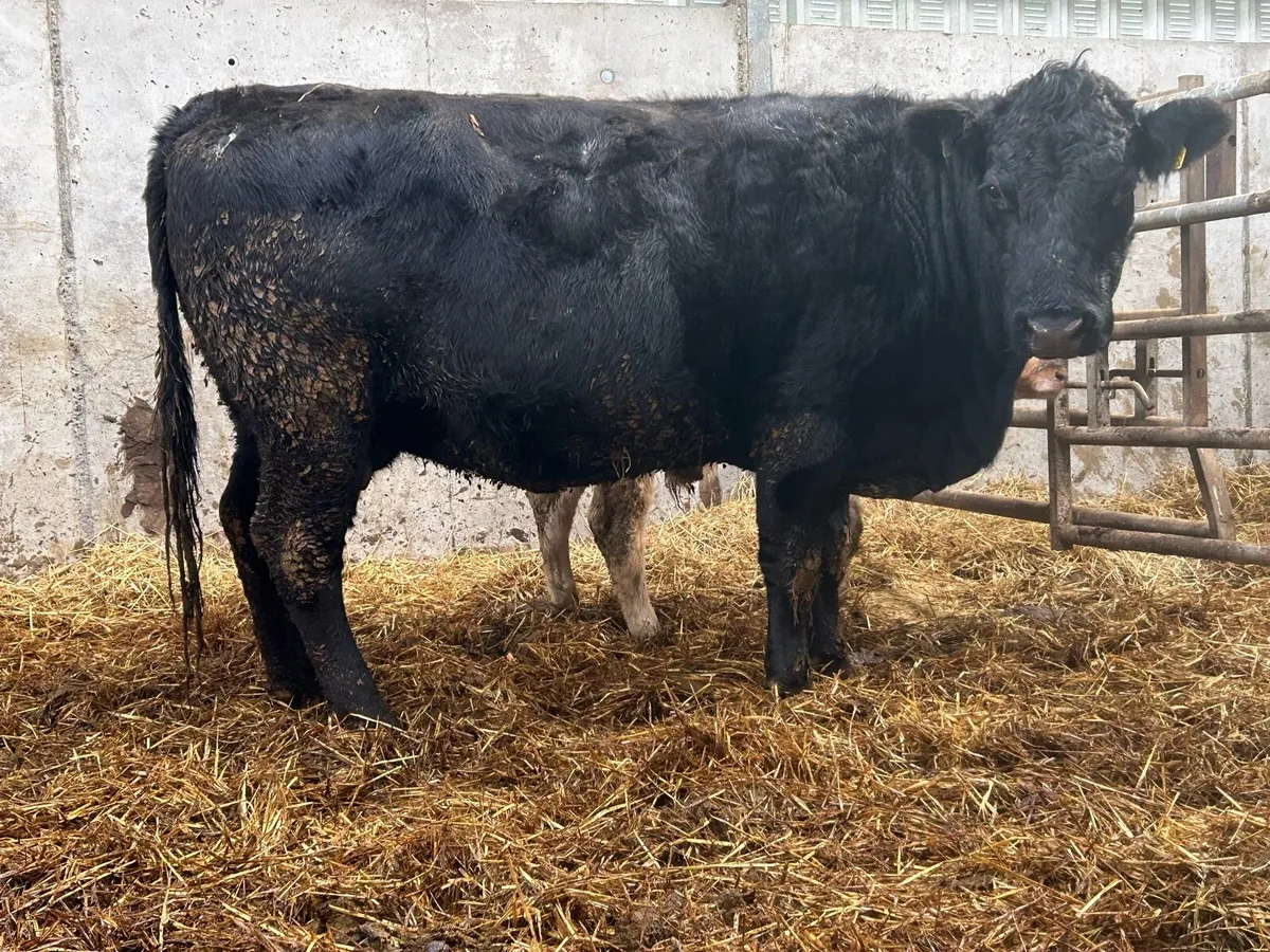 5 star genotyped 2018 born cow and  calf - Image 2
