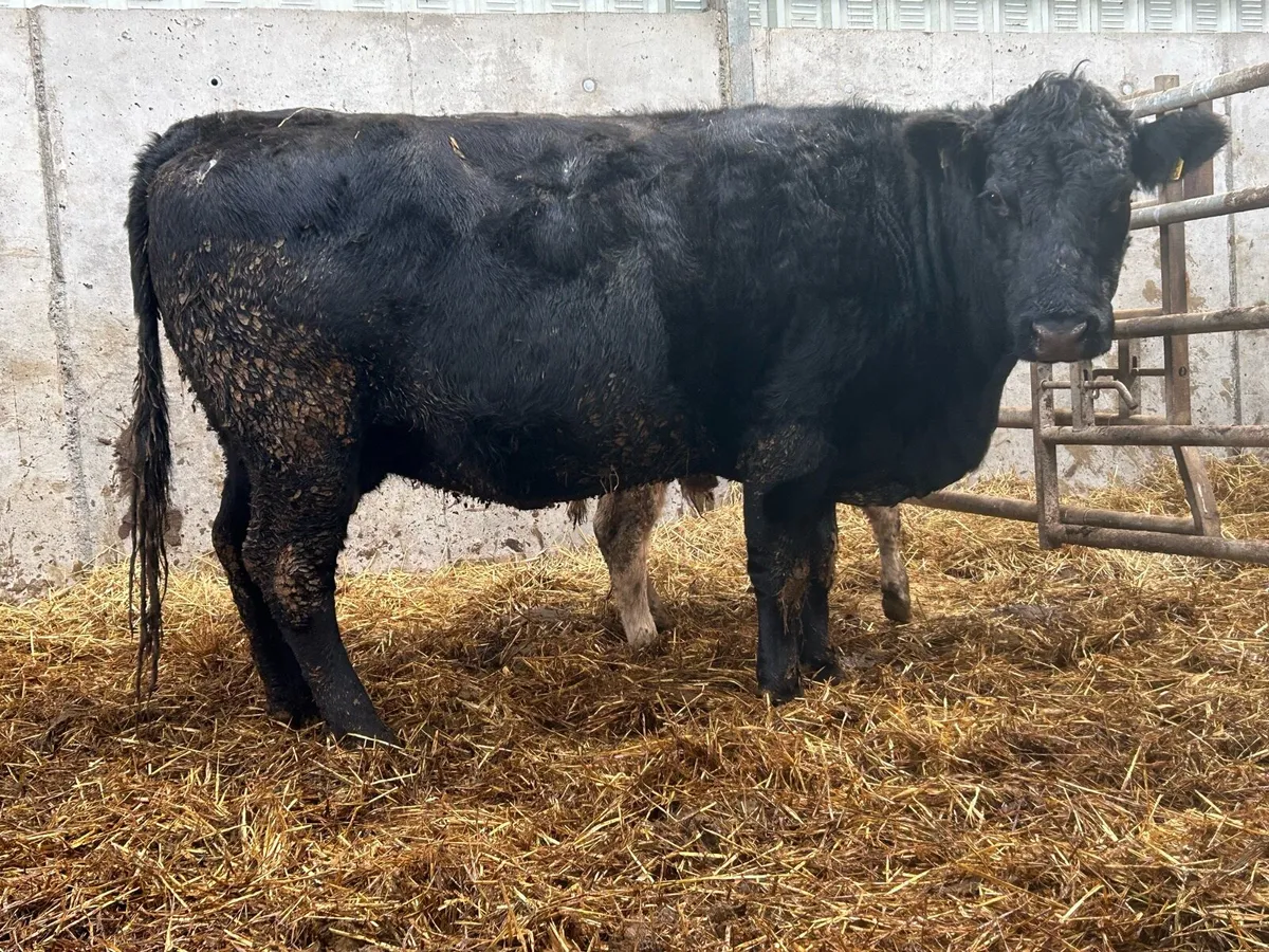 5 star genotyped 2018 born cow and  calf - Image 3