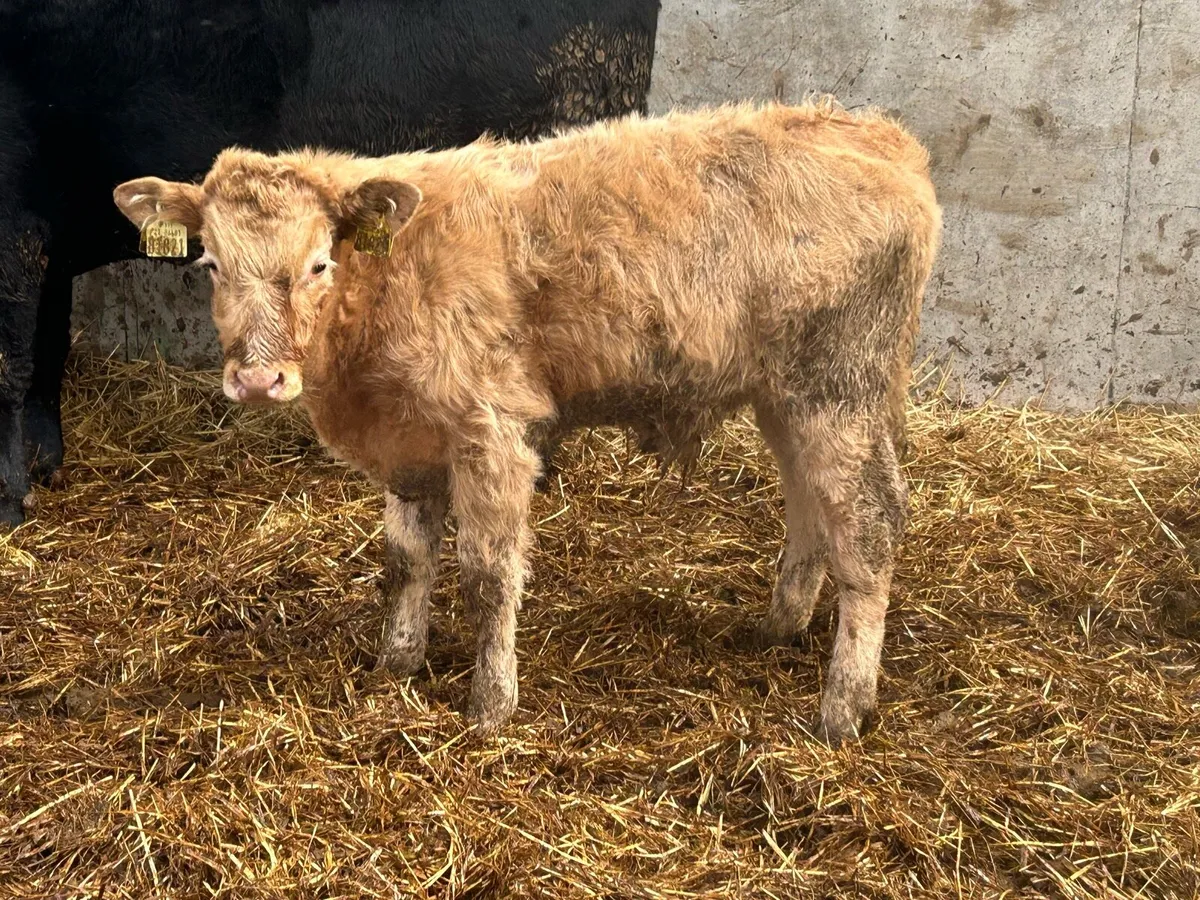 5 star genotyped 2018 born cow and  calf - Image 4
