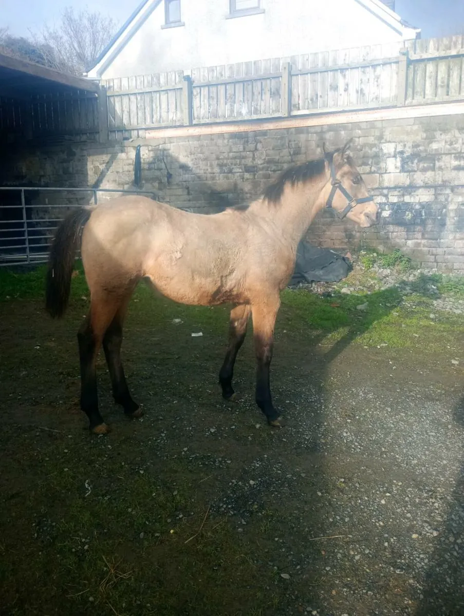 Dun ISH filly - Image 3