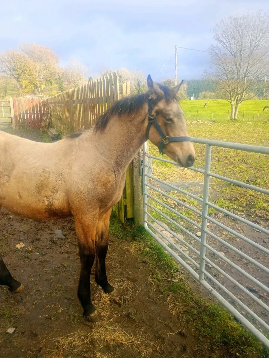 Dun ISH filly - Image 1
