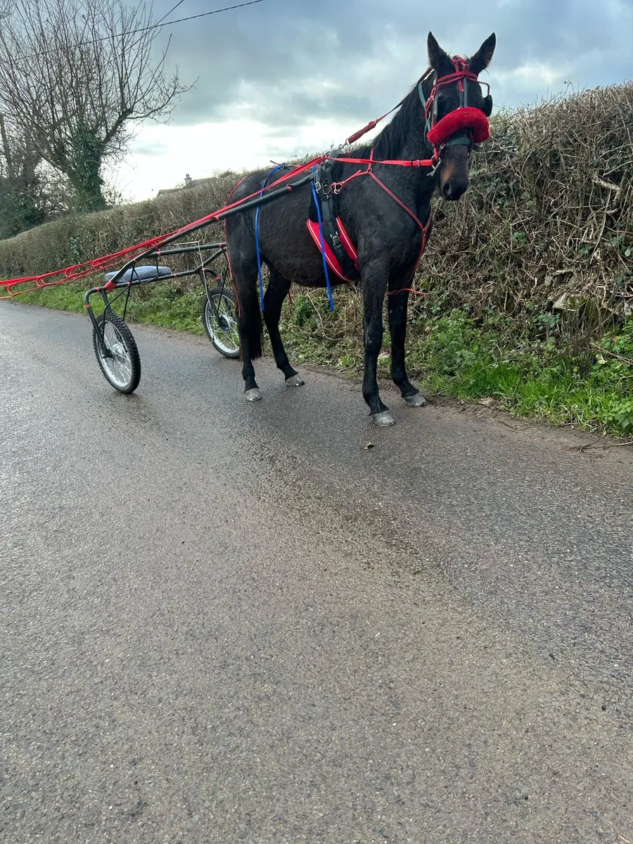 🔥Gelding Driving Horse Forsale🔥 - Image 1