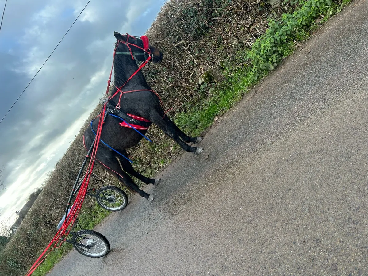 🔥Gelding Driving Horse Forsale🔥 - Image 2