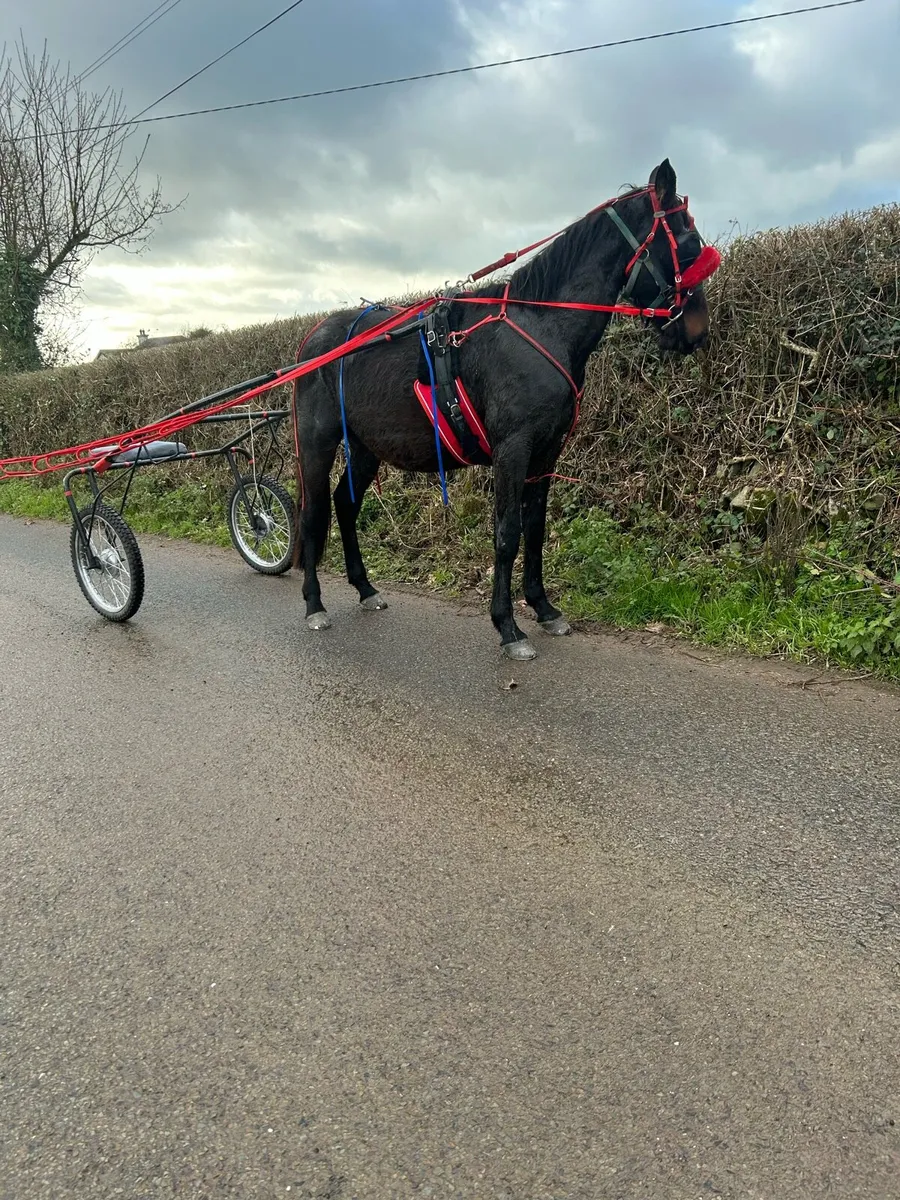 🔥Gelding Driving Horse Forsale🔥 - Image 3