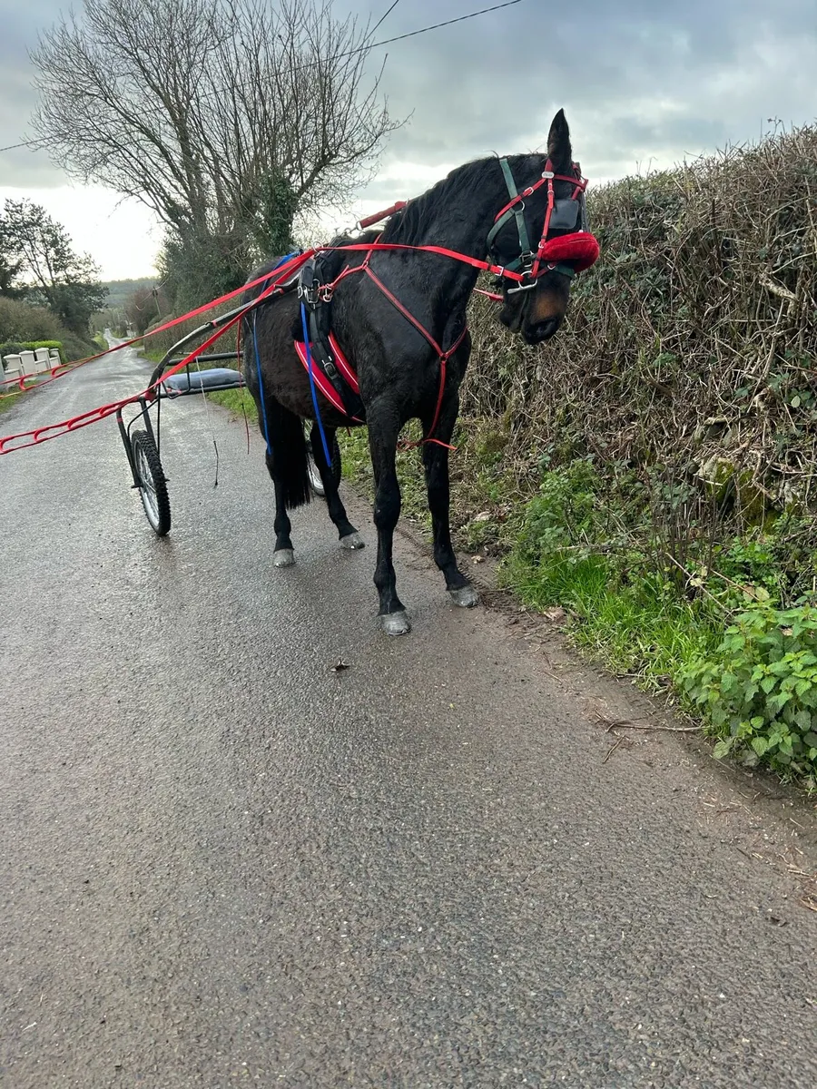 🔥Gelding Driving Horse Forsale🔥 - Image 4