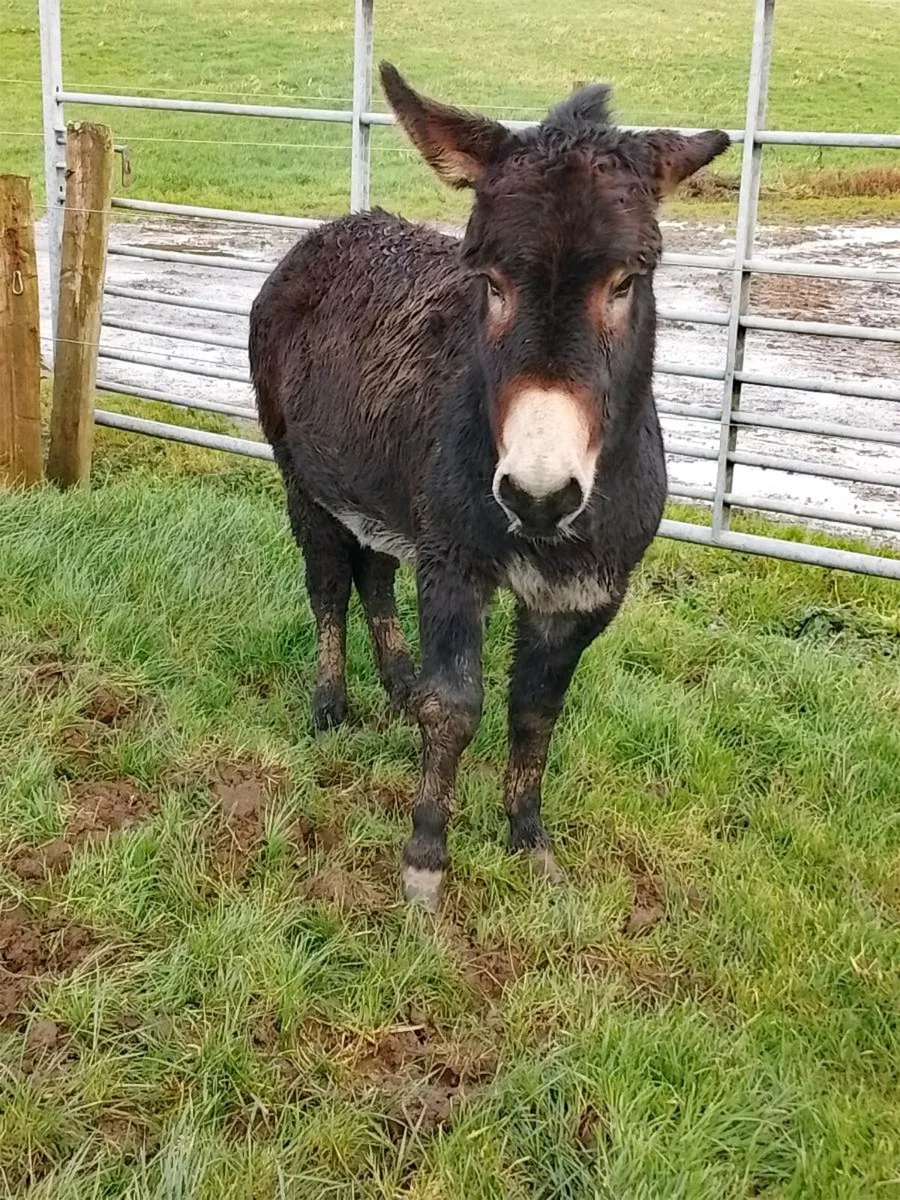 Jack Donkey
