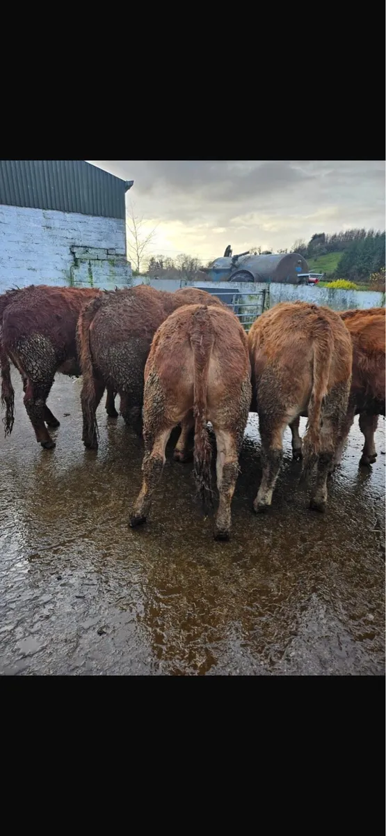 Super heifers ready for the bull - Image 1