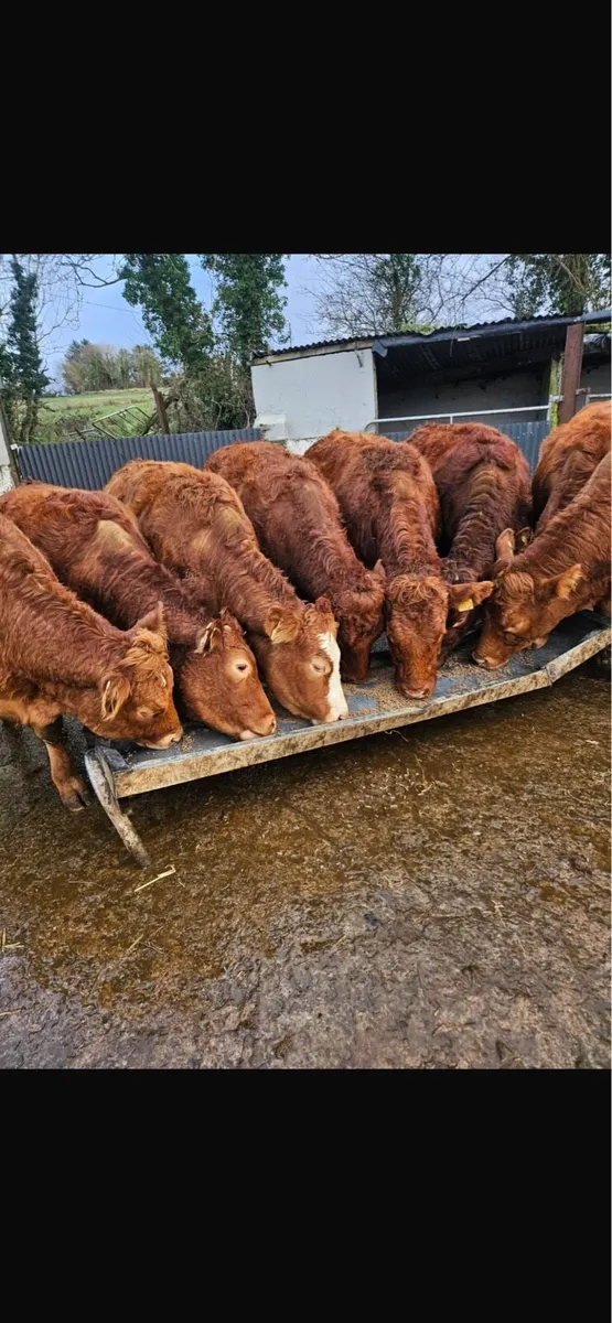 Super heifers ready for the bull - Image 2