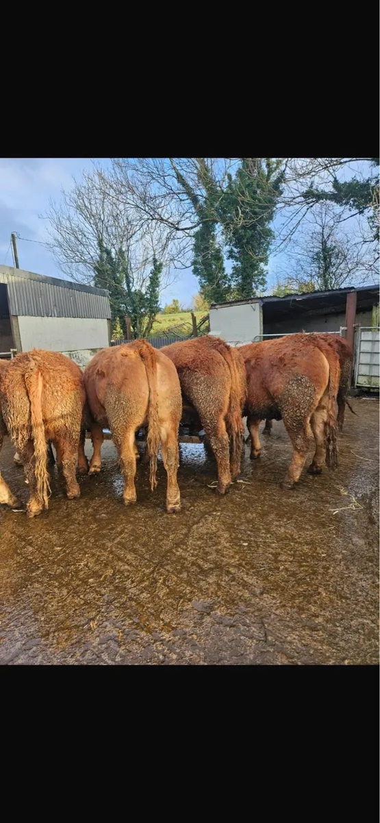 Super heifers ready for the bull - Image 3