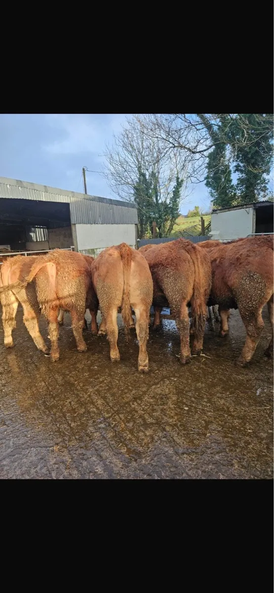 Super heifers ready for the bull - Image 4