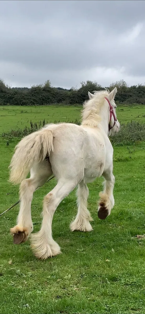 Filly for sale - Image 1