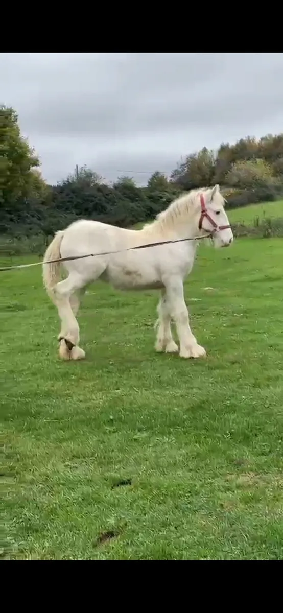 Filly for sale - Image 2