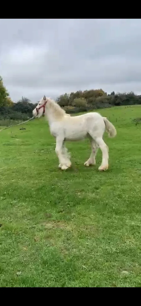 Filly for sale - Image 3