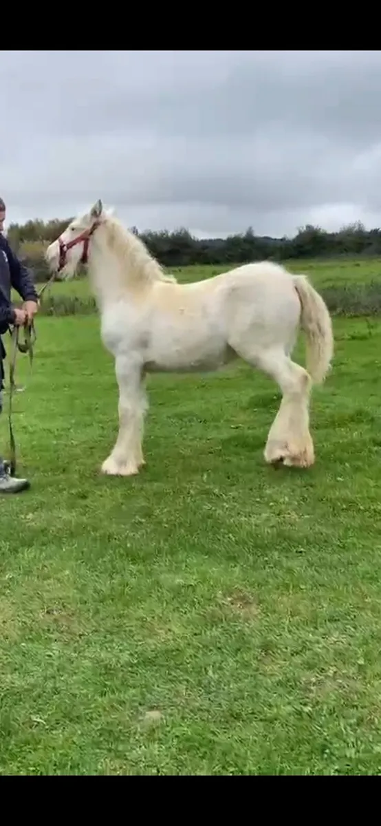 Filly for sale - Image 4