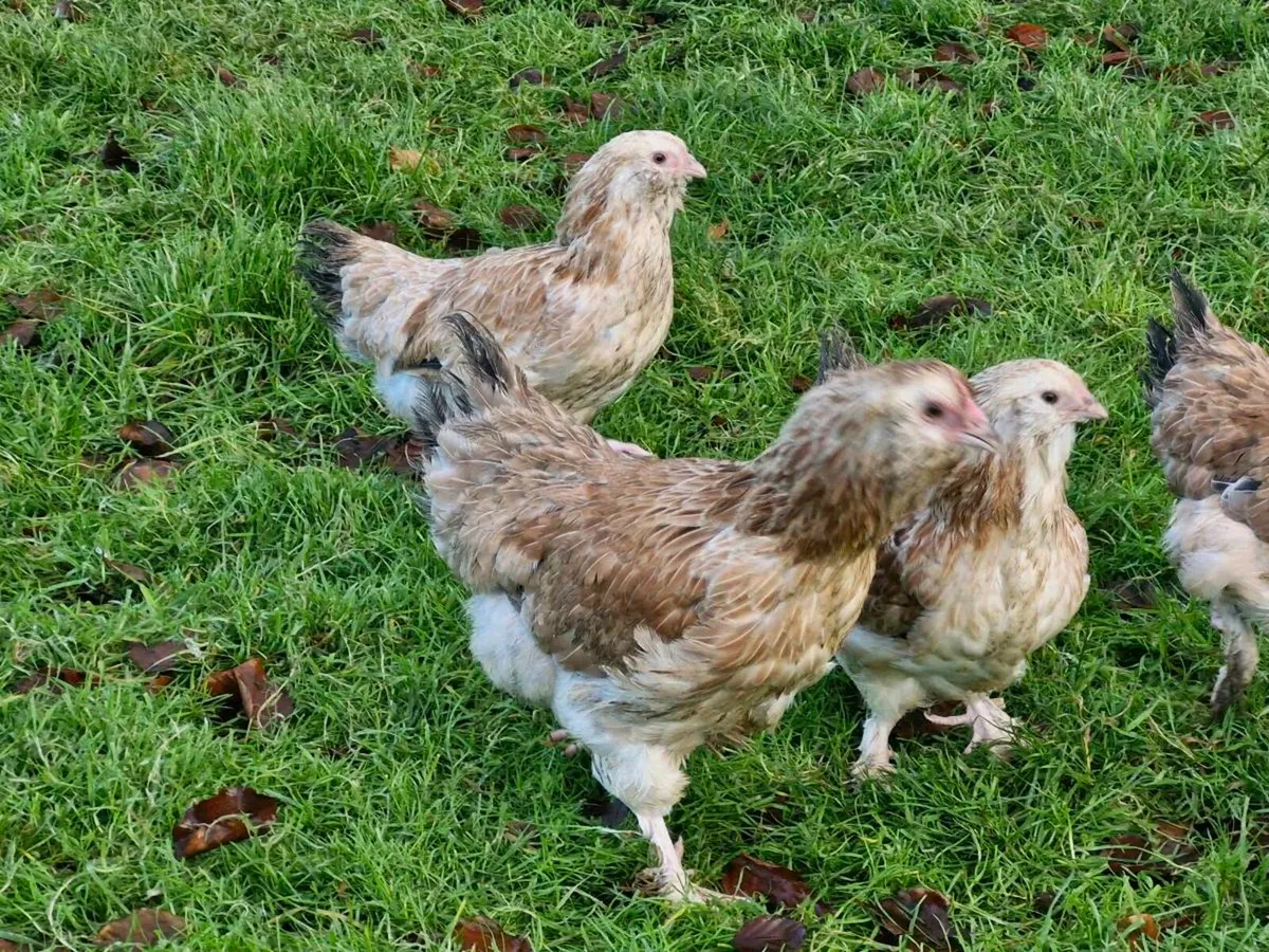 Salmon faverolles & muscovys - Image 2