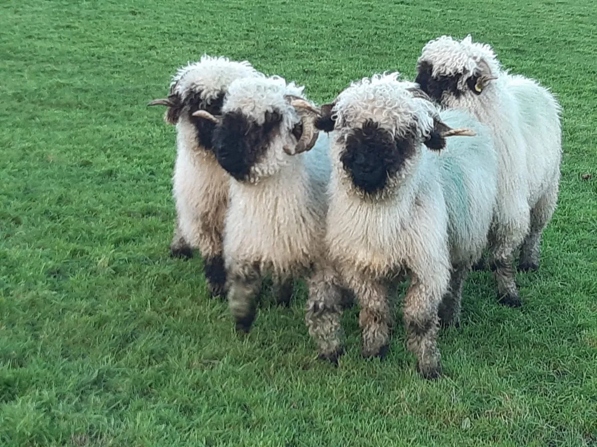 Valais black nose ewes - Image 1