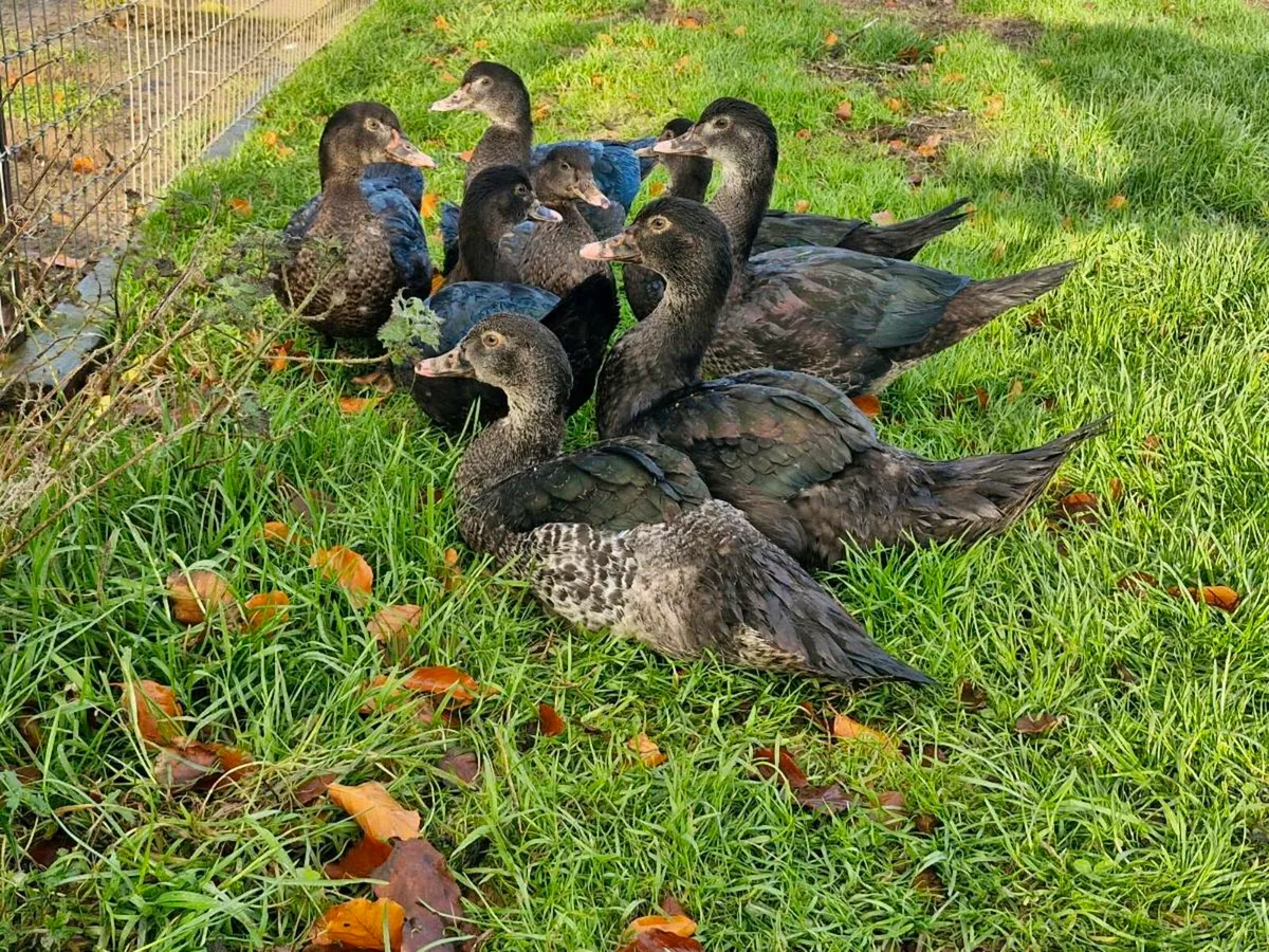 Salmon faverolles & muscovys - Image 3