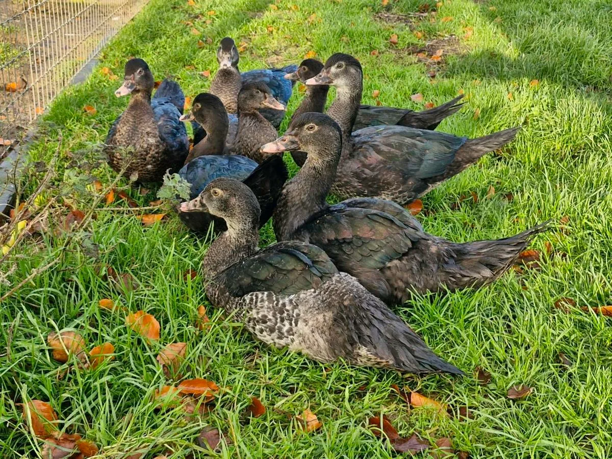 Salmon faverolles & muscovys - Image 4