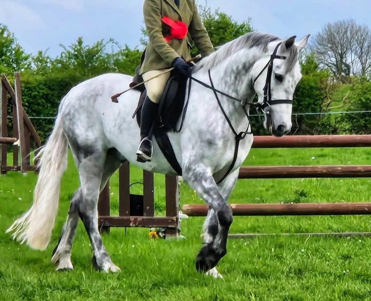 🌟 Super Oversized Connemara 🌟 - Image 1