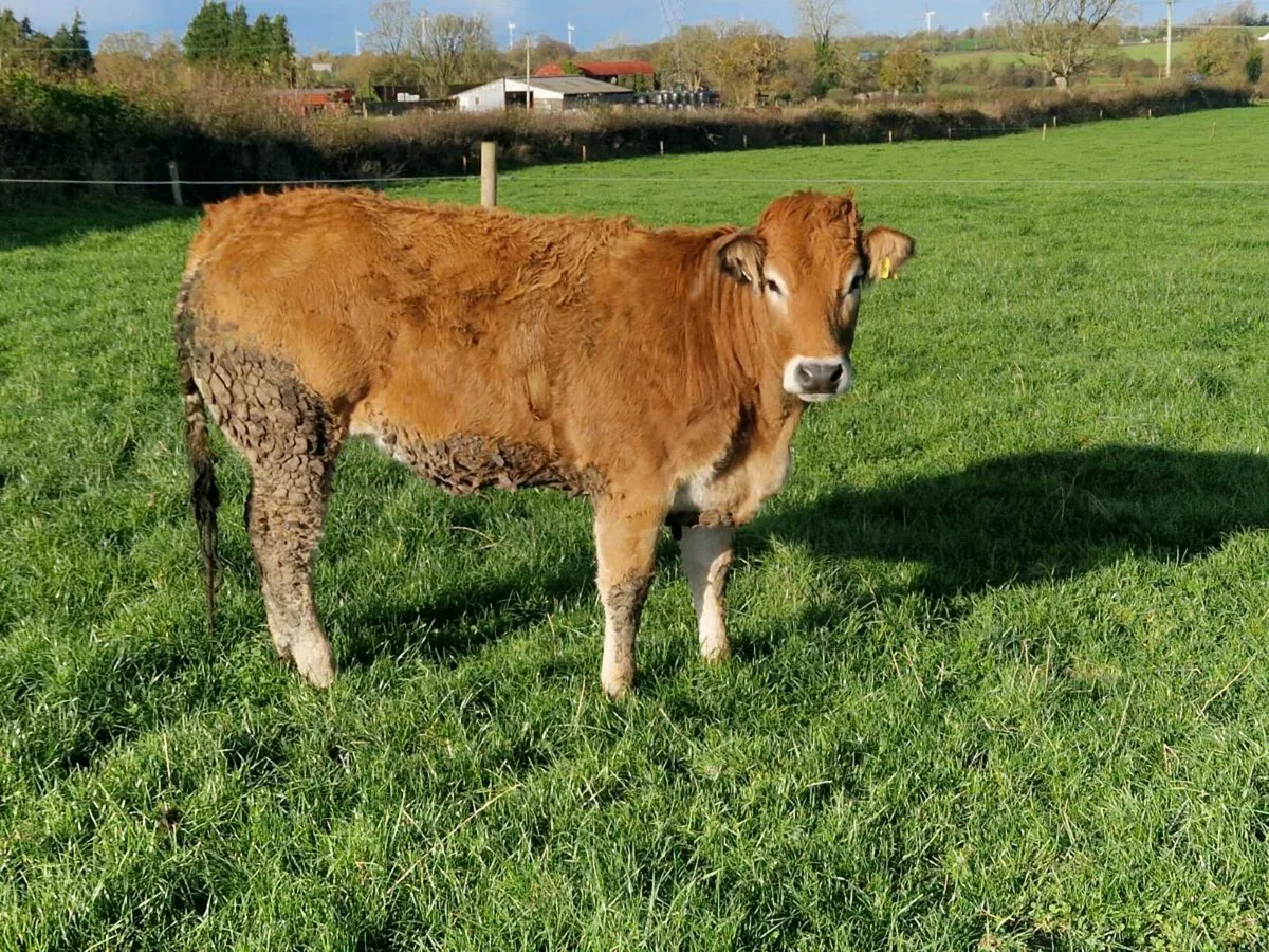 Pedigree Parthenaise bull and breeding heifers - Image 3