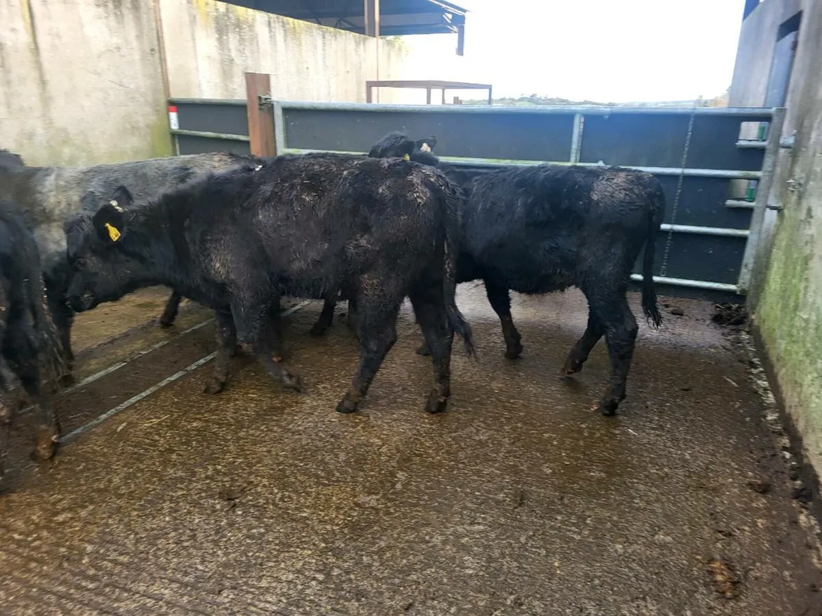 Aberdeen Angus heifers - Image 2