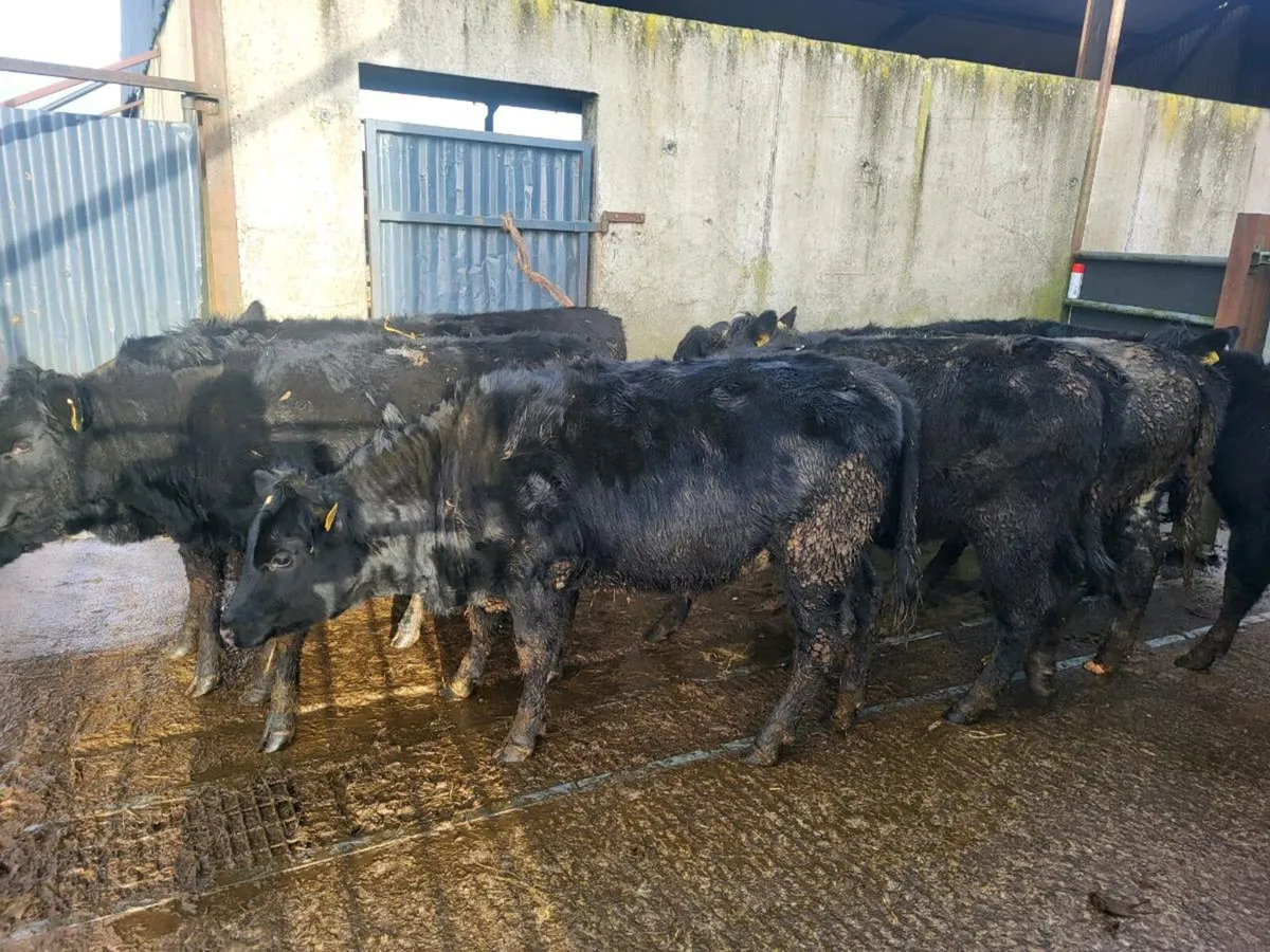Aberdeen Angus heifers - Image 3