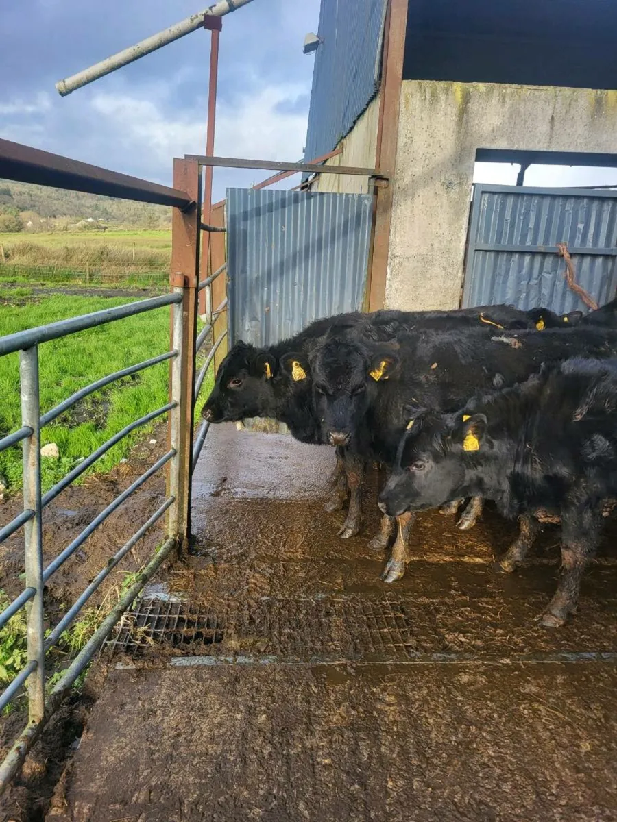 Aberdeen Angus heifers - Image 4