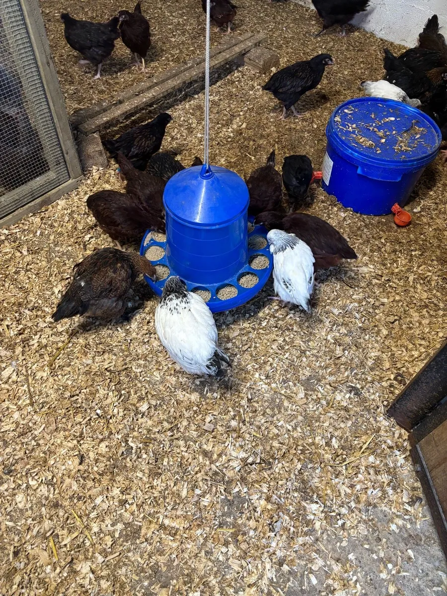 High quality purebred pairs & Roosters - Image 2