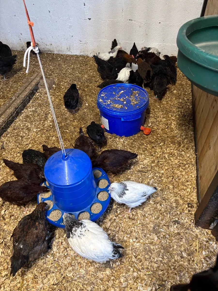 High quality purebred pairs & Roosters - Image 1