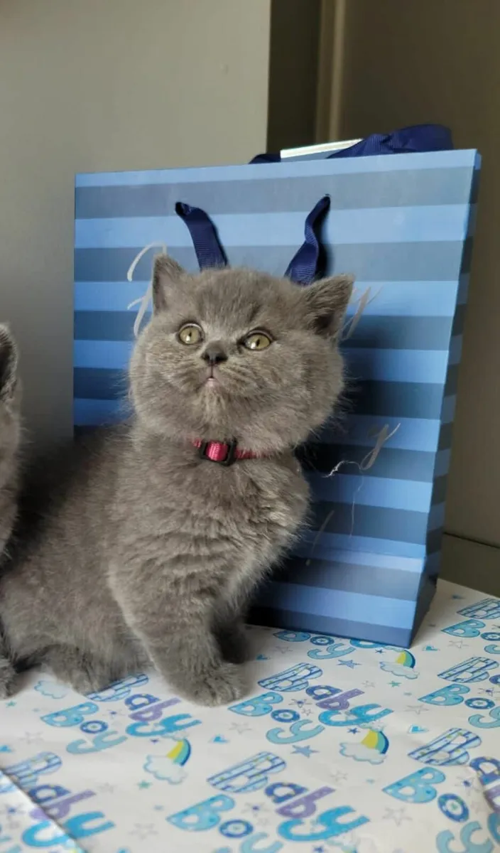 British shorthair kittens ♥️ 😸 - Image 3