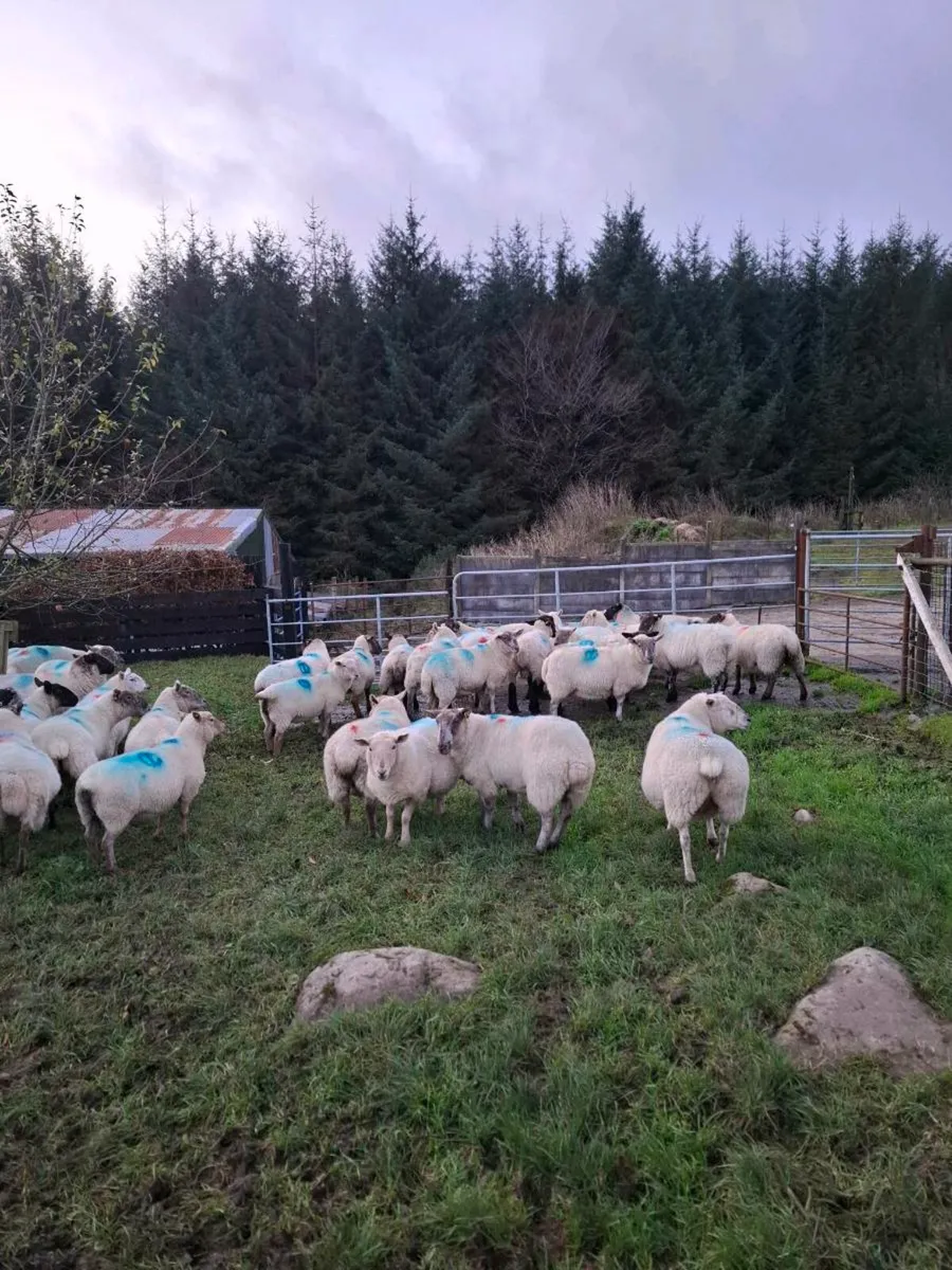 Ewes Scanned . Carnew mart - Image 2