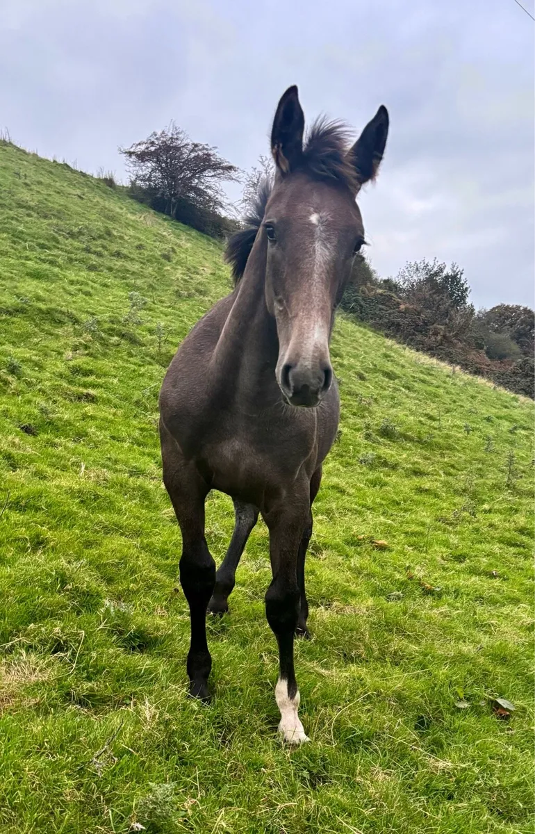 Rid Irish draught filly foal - Image 2