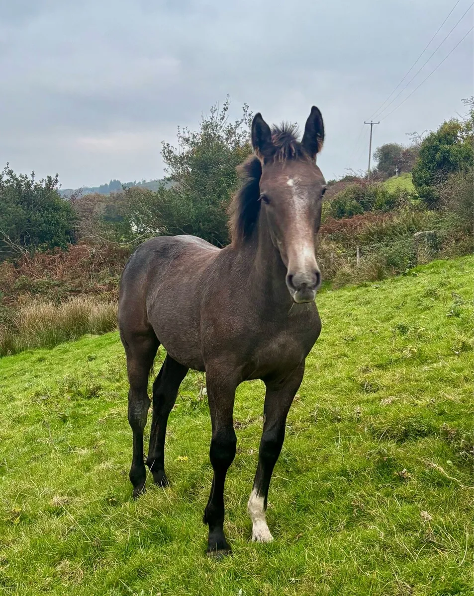 Rid Irish draught filly foal - Image 1