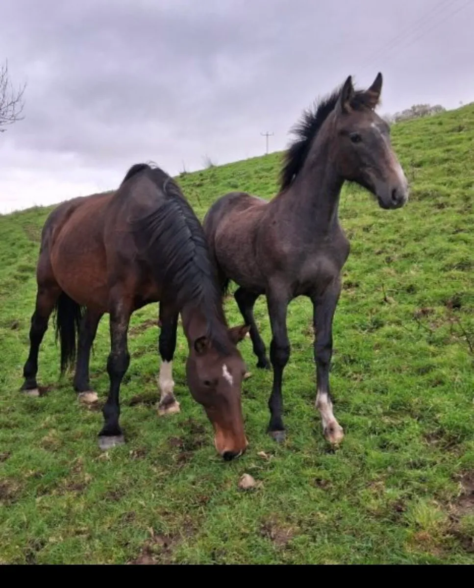 Rid Irish draught filly foal - Image 3