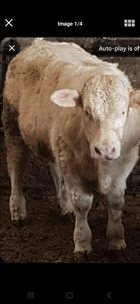 5* PEDIGREE CHAROLAIS PBR BULLS.FISTON+BIVOUAC. - Image 1