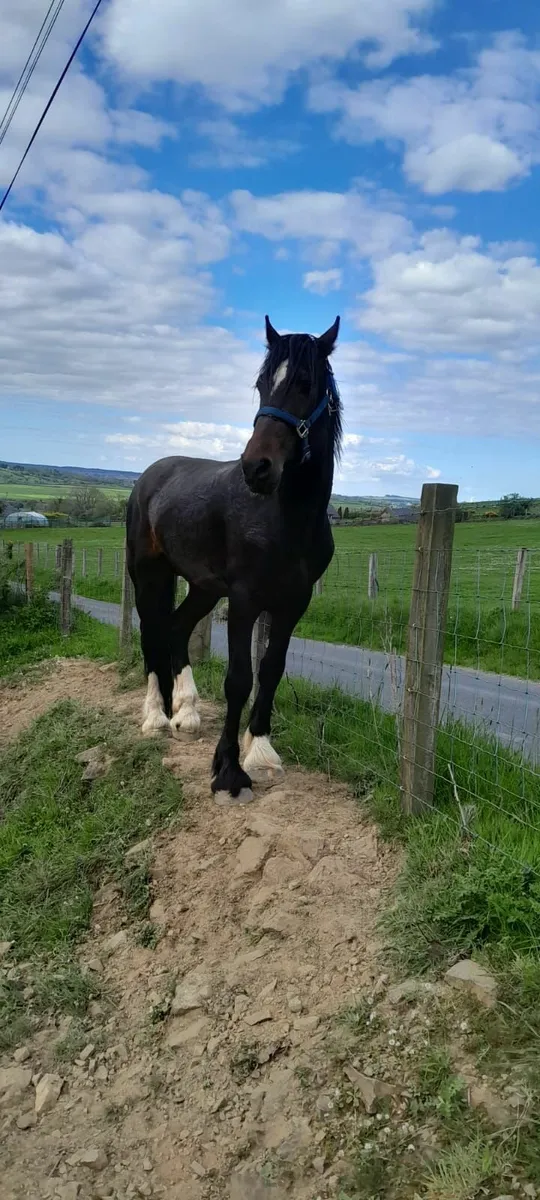 SPORTS HORSE - Image 1