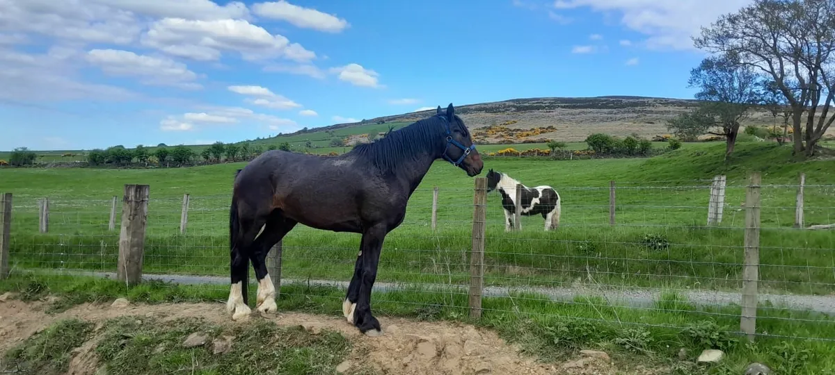 SPORTS HORSE - Image 2